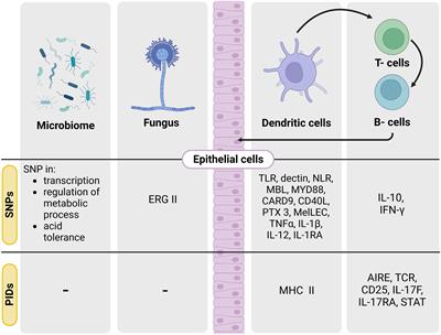 Host, pathogenic fungi and the microbiome: A genetic triangle in infection